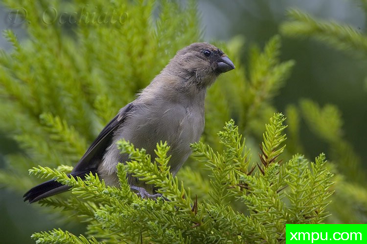 能和金丝雀杂交的鸟【二】