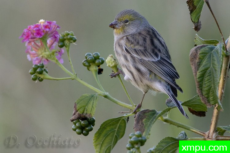 能和金丝雀杂交的鸟【二】