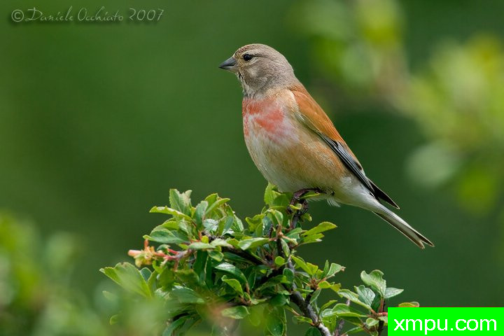 能和金丝雀杂交的鸟【二】