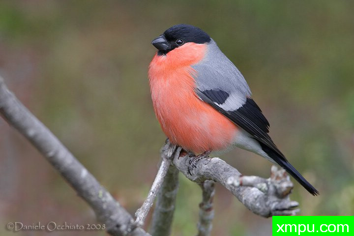 能和金丝雀杂交的鸟【二】