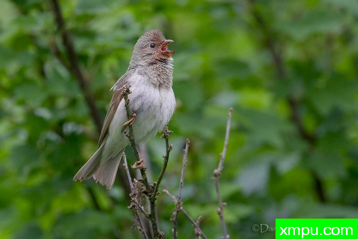 能和金丝雀杂交的鸟【二】