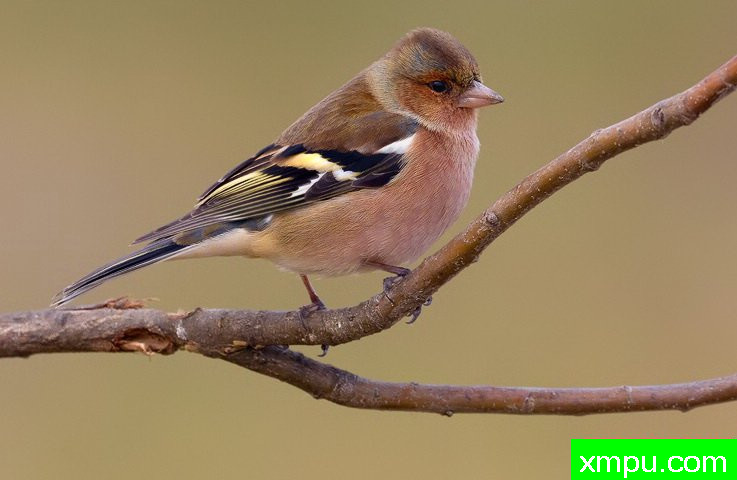 能和金丝雀杂交的鸟【二】