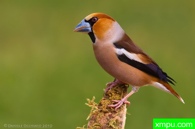 能和金丝雀杂交的鸟【二】