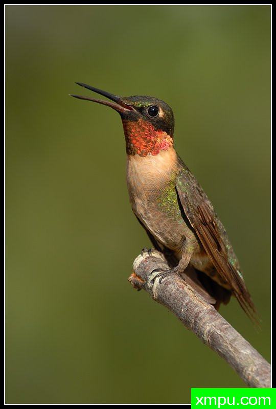 红宝石喉蜂鸟--荒野摄影师罗尼加伯特摄影