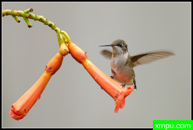 红宝石喉蜂鸟--荒野摄影师罗尼加伯特摄影