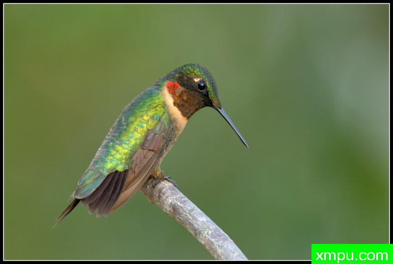 红宝石喉蜂鸟--荒野摄影师罗尼加伯特摄影