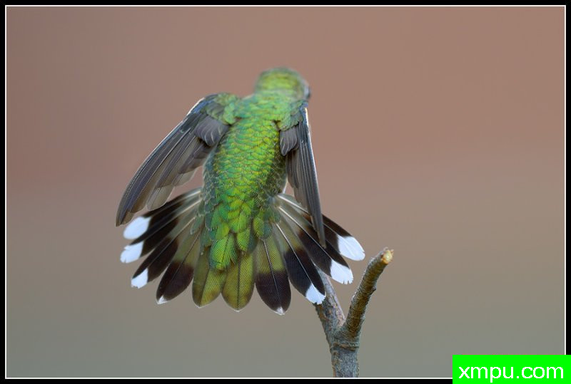 红宝石喉蜂鸟--荒野摄影师罗尼加伯特摄影