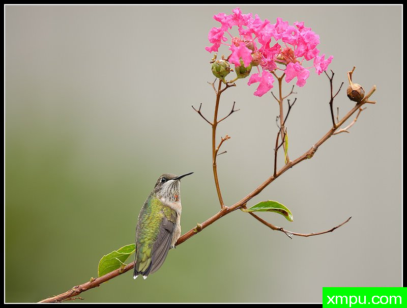 红宝石喉蜂鸟--荒野摄影师罗尼加伯特摄影