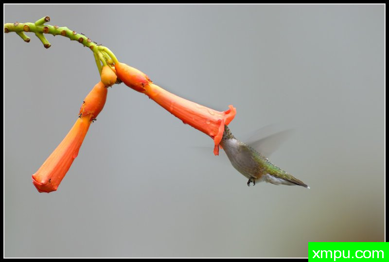 红宝石喉蜂鸟--荒野摄影师罗尼加伯特摄影