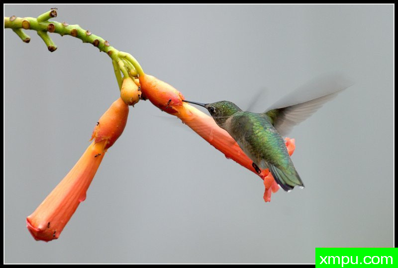 红宝石喉蜂鸟--荒野摄影师罗尼加伯特摄影