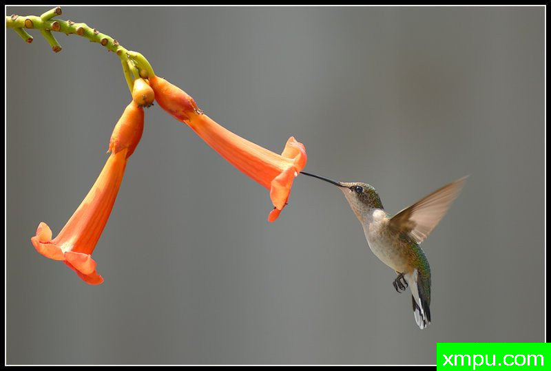红宝石喉蜂鸟--荒野摄影师罗尼加伯特摄影