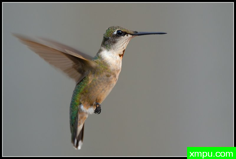 红宝石喉蜂鸟--荒野摄影师罗尼加伯特摄影