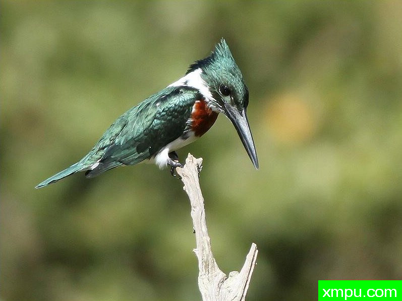 金属绿翠鸟[亚马逊翠鸟]【墨西哥】