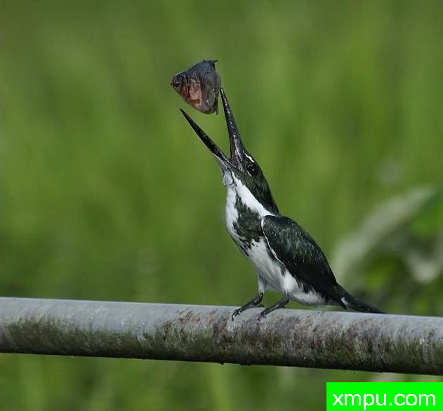 金属绿翠鸟[亚马逊翠鸟]【墨西哥】