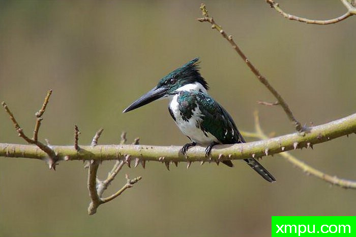 金属绿翠鸟[亚马逊翠鸟]【墨西哥】