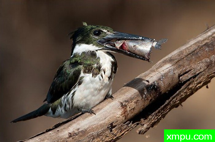 金属绿翠鸟[亚马逊翠鸟]【墨西哥】