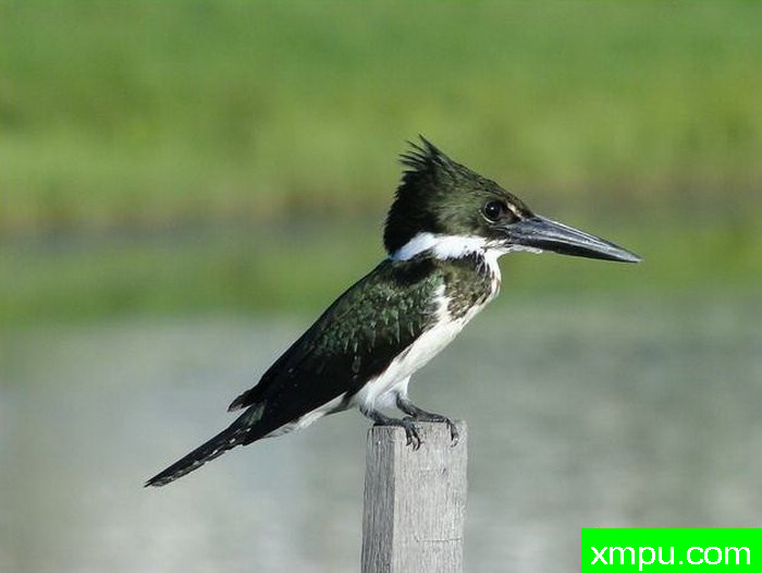 金属绿翠鸟[亚马逊翠鸟]【墨西哥】