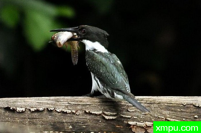 金属绿翠鸟[亚马逊翠鸟]【墨西哥】