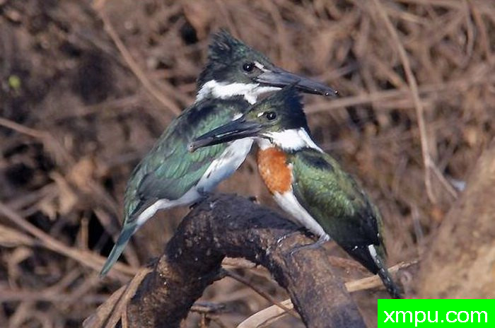 金属绿翠鸟[亚马逊翠鸟]【墨西哥】