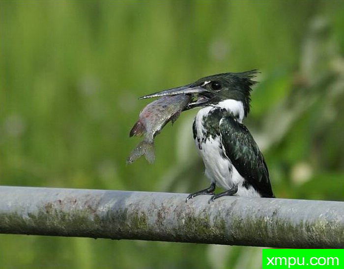 金属绿翠鸟[亚马逊翠鸟]【墨西哥】