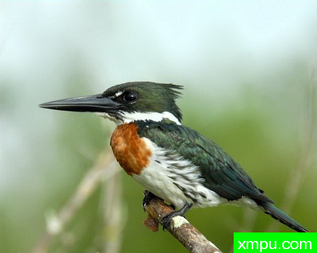 金属绿翠鸟[亚马逊翠鸟]【墨西哥】