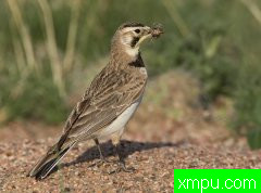 百灵鸟---美国摄影师罗伯特罗伊斯摄影