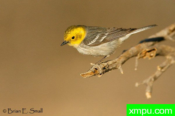 隐士莺--美国著名摄影大师布赖恩E.小作品系列