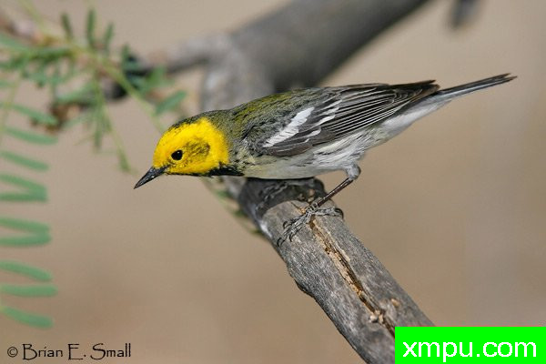 隐士莺--美国著名摄影大师布赖恩E.小作品系列