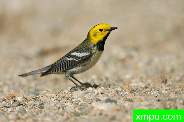 隐士莺--美国著名摄影大师布赖恩E.小作品系列