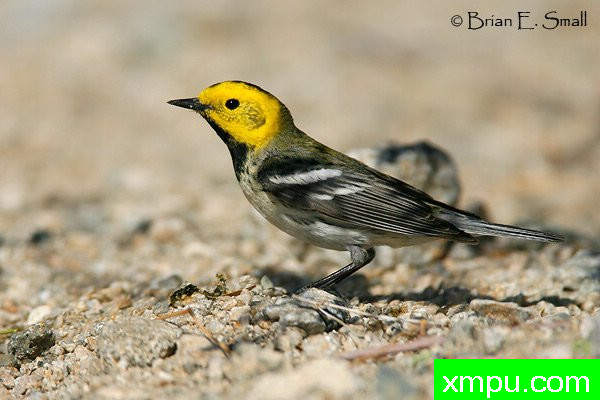 隐士莺--美国著名摄影大师布赖恩E.小作品系列