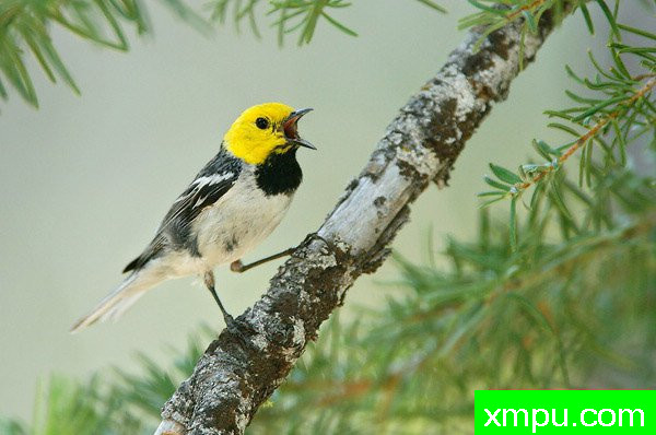 隐士莺--美国著名摄影大师布赖恩E.小作品系列