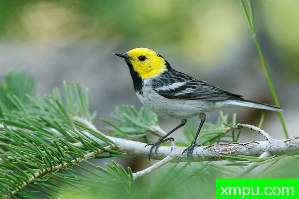 隐士莺--美国著名摄影大师布赖恩E.小作品系列