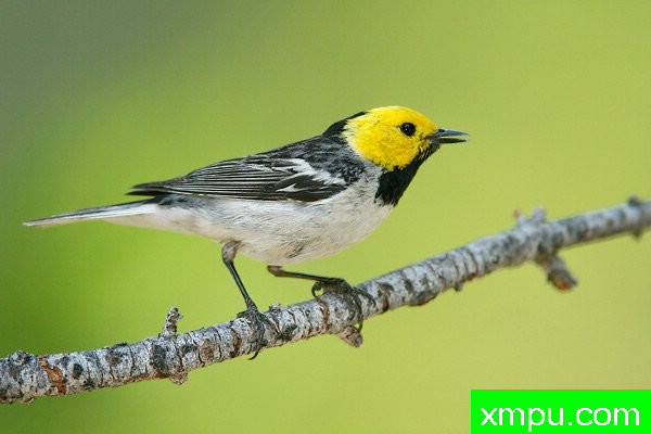 隐士莺--美国著名摄影大师布赖恩E.小作品系列