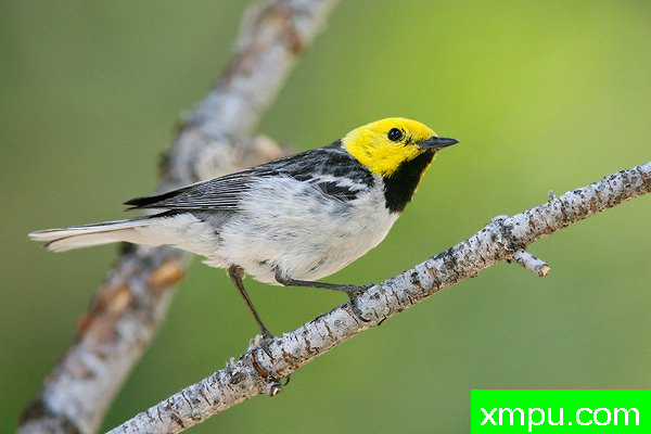 隐士莺--美国著名摄影大师布赖恩E.小作品系列