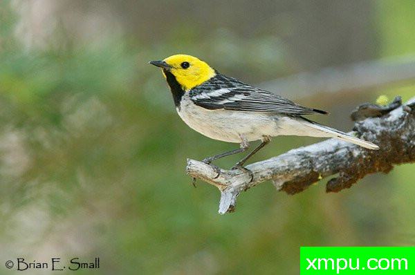 隐士莺--美国著名摄影大师布赖恩E.小作品系列