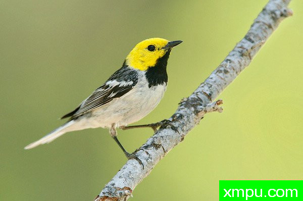 隐士莺--美国著名摄影大师布赖恩E.小作品系列