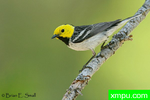 隐士莺--美国著名摄影大师布赖恩E.小作品系列