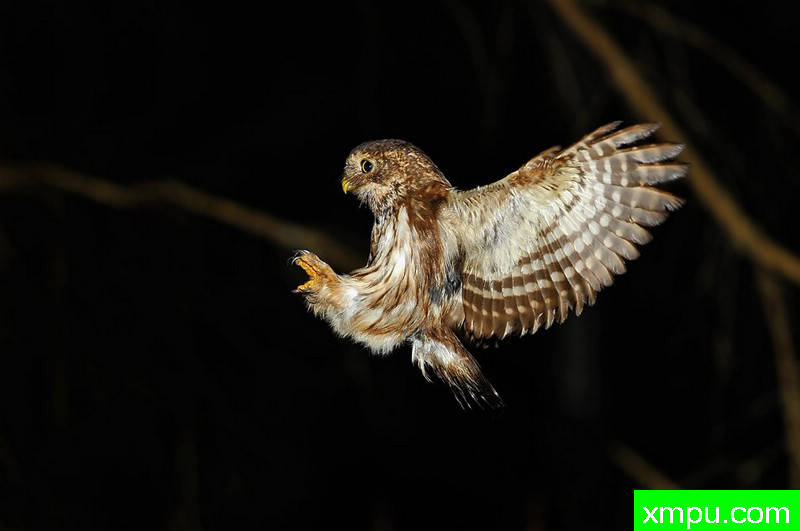 小精灵--野外摄影师尼克摄影作品系列
