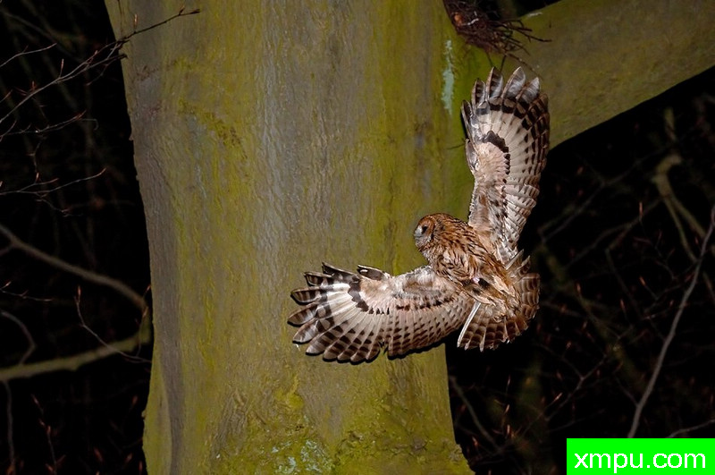 小精灵--野外摄影师尼克摄影作品系列