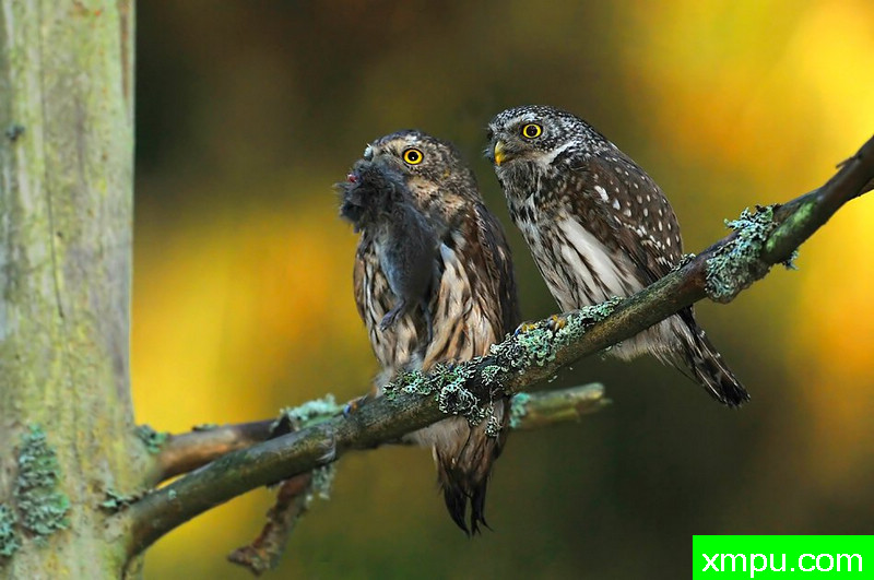 小精灵--野外摄影师尼克摄影作品系列