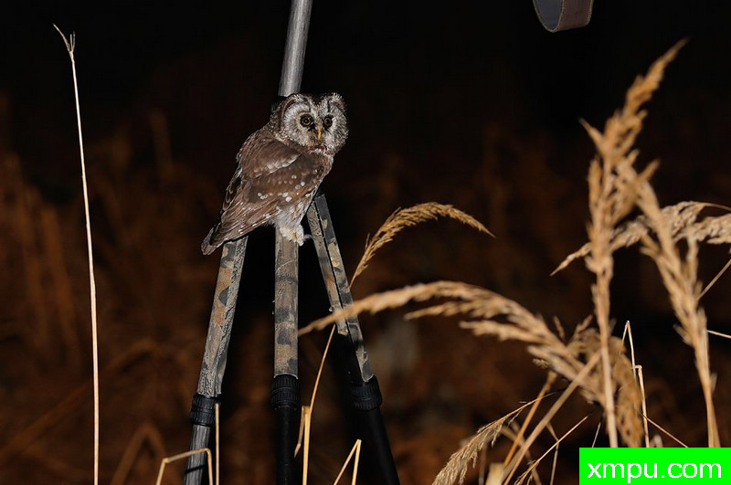 小精灵--野外摄影师尼克摄影作品系列
