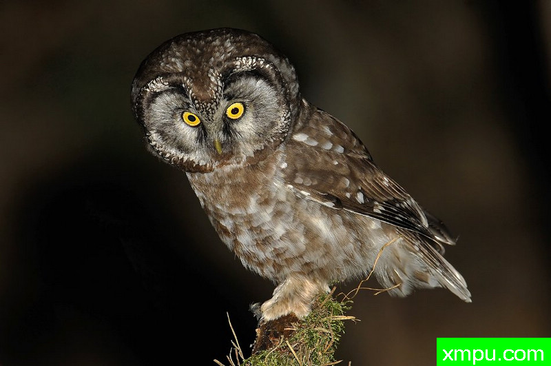 小精灵--野外摄影师尼克摄影作品系列