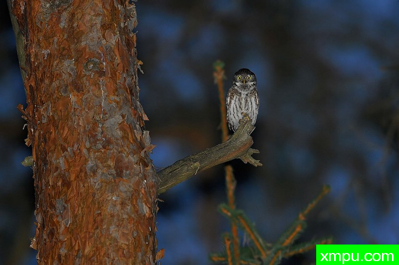 小精灵--野外摄影师尼克摄影作品系列