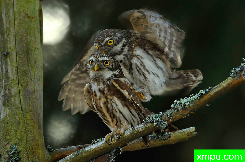 小精灵--野外摄影师尼克摄影作品系列