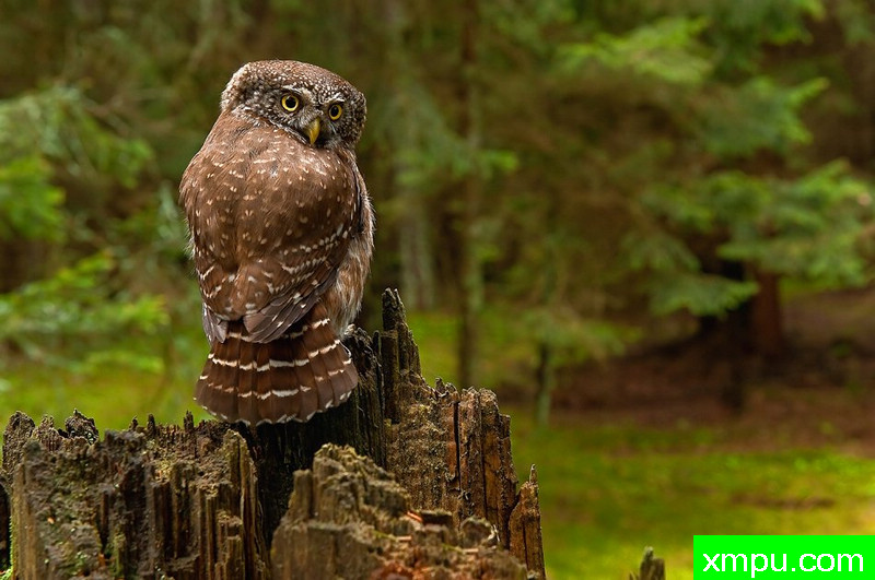 小精灵--野外摄影师尼克摄影作品系列