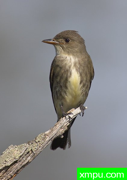  橄榄片面鹟 --荒野摄影师罗伯特罗伊斯 摄影