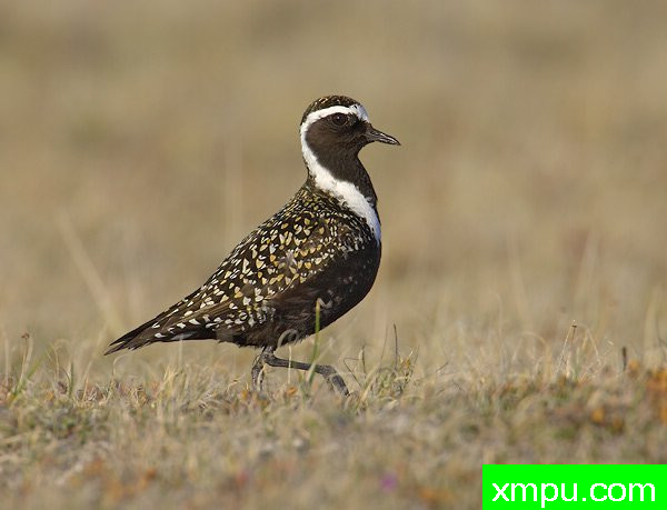 美国金鸻---荒野摄影师罗伯特罗伊斯 摄影