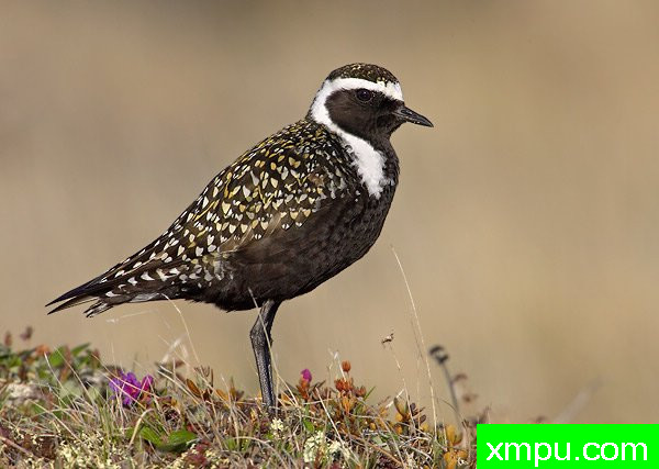 美国金鸻---荒野摄影师罗伯特罗伊斯 摄影