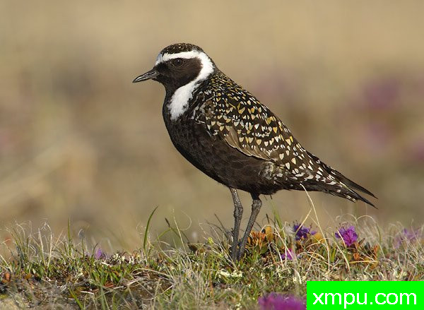 美国金鸻---荒野摄影师罗伯特罗伊斯 摄影