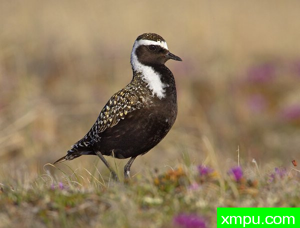 美国金鸻---荒野摄影师罗伯特罗伊斯 摄影